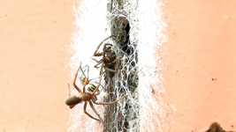Free download Nature Spiders Macro -  free video to be edited with OpenShot online video editor