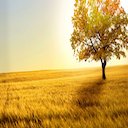 NatureTheme  screen for extension Chrome web store in OffiDocs Chromium
