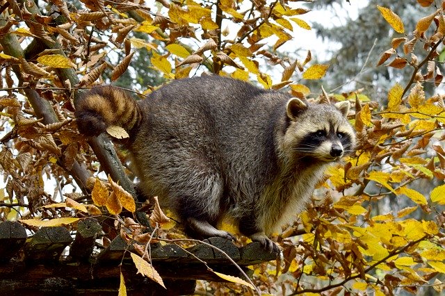 김프 무료 온라인 이미지 편집기로 편집할 수 있는 무료 다운로드 자연 나무 너구리 야생 동물 무료 사진