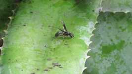 Free download Nature Wasp Collection -  free video to be edited with OpenShot online video editor