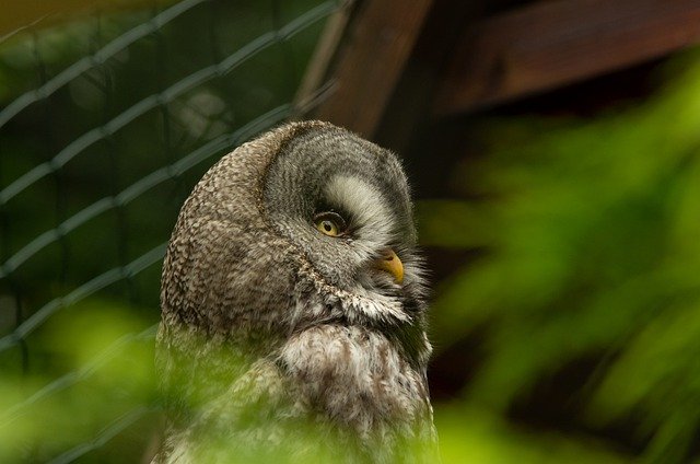 Free download natur raptor owl zoo ai generated free picture to be edited with GIMP free online image editor