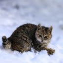 Naughty Kitten  screen for extension Chrome web store in OffiDocs Chromium