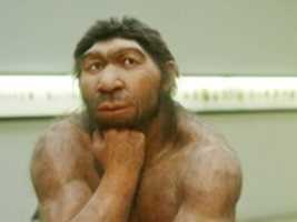 Free download neanderthals free photo or picture to be edited with GIMP online image editor