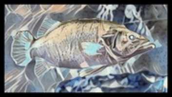 Free download Negative Fish free photo or picture to be edited with GIMP online image editor