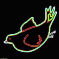 Free download Neon Bird free photo or picture to be edited with GIMP online image editor