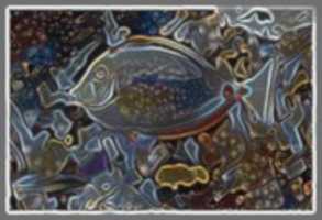 Free download Neon Fish free photo or picture to be edited with GIMP online image editor