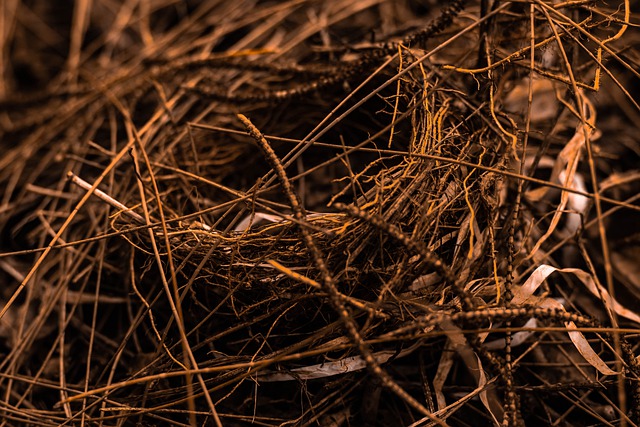 Бесплатно скачать гнездо яйцо птица соломинка ветки сено бесплатное изображение для редактирования в GIMP бесплатный онлайн-редактор изображений
