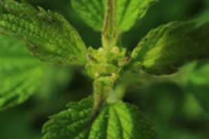 Free download Nettle Mouth free photo or picture to be edited with GIMP online image editor
