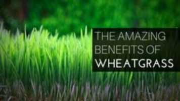Free download Neutralise | wheatgrass production company  free photo or picture to be edited with GIMP online image editor