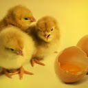 Newly hatched fluffy chicks  screen for extension Chrome web store in OffiDocs Chromium
