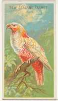 Free download New Zealand Parrot, from the Birds of the Tropics series (N5) for Allen & Ginter Cigarettes Brands free photo or picture to be edited with GIMP online image editor