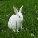 New Zealand white rabbit wallpaper  screen for extension Chrome web store in OffiDocs Chromium