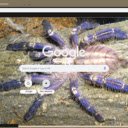 Nhen tarantula  screen for extension Chrome web store in OffiDocs Chromium