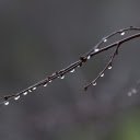 night dew drops  screen for extension Chrome web store in OffiDocs Chromium