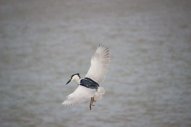 Téléchargement gratuit héron de nuit oiseau volant oiseau d'eau image gratuite à éditer avec l'éditeur d'images en ligne gratuit GIMP