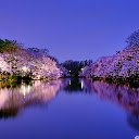 Night Sakura The Serene Beauty of Osaka  screen for extension Chrome web store in OffiDocs Chromium