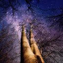 Night star flower tree  screen for extension Chrome web store in OffiDocs Chromium