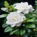 Noble camellia wallpaper  screen for extension Chrome web store in OffiDocs Chromium