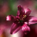 Noble lilies  screen for extension Chrome web store in OffiDocs Chromium