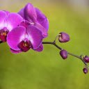 Noble orchids  screen for extension Chrome web store in OffiDocs Chromium