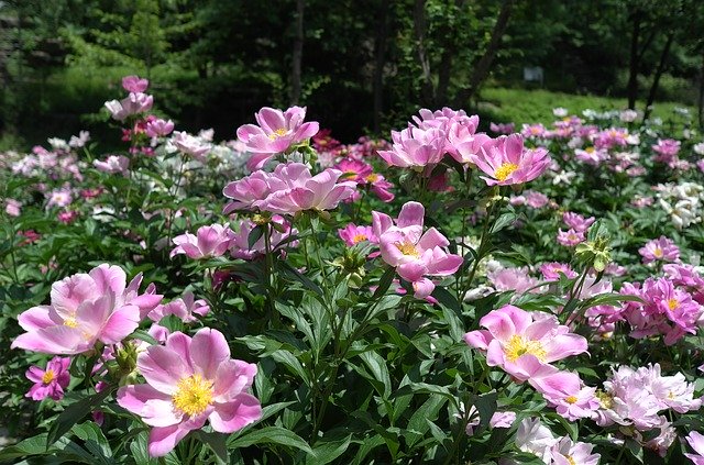Free download noel online gift shop flower nature free picture to be edited with GIMP free online image editor