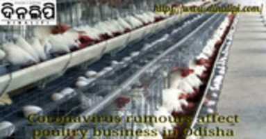 Free download No NegotiationsCoronavirus rumours affect poultry business in Odisha free photo or picture to be edited with GIMP online image editor