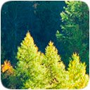 Nordic Forest  screen for extension Chrome web store in OffiDocs Chromium