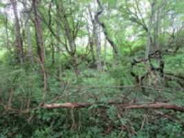 Free download Norman Bird Sanctuary Branches free photo or picture to be edited with GIMP online image editor