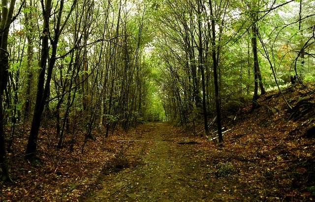 تنزيل مجاني مسار Northern Black Forest - صورة مجانية أو صورة لتحريرها باستخدام محرر الصور عبر الإنترنت GIMP