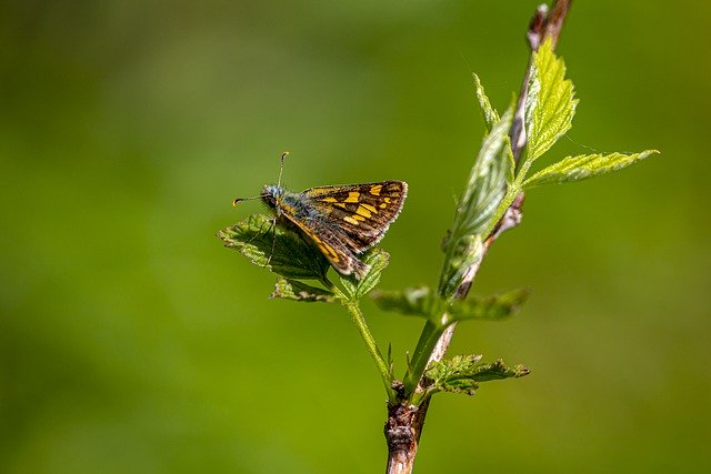 Free download northern chequered skipper free picture to be edited with GIMP free online image editor
