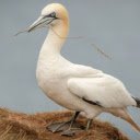 Northern Gannet: The Elegant Diver of the Sea  screen for extension Chrome web store in OffiDocs Chromium