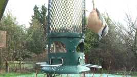 Free download Nuthatch Garden Bird Feeder -  free video to be edited with OpenShot online video editor