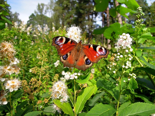 Free download nymphalis io maiden butterfly free picture to be edited with GIMP free online image editor