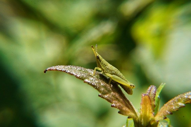 دانلود رایگان ورق حشرات ملخ پوره عکس رایگان برای ویرایش با ویرایشگر تصویر آنلاین رایگان GIMP