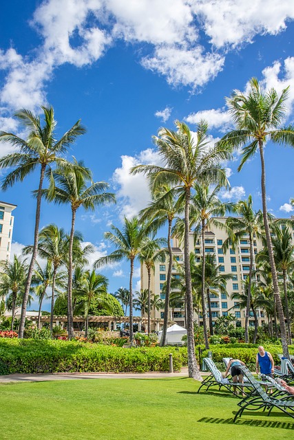 Free download oahu ko olina hawaii palm trees free picture to be edited with GIMP free online image editor