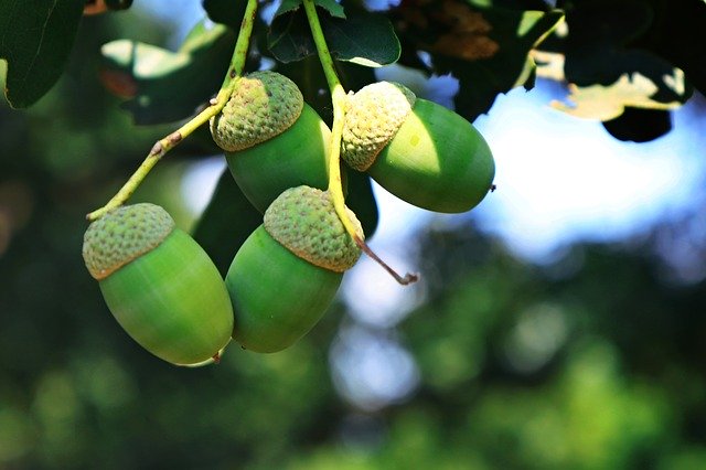 বিনামূল্যে ডাউনলোড করুন Oak Green Tree - বিনামূল্যে ছবি বা ছবি GIMP অনলাইন ইমেজ এডিটর দিয়ে সম্পাদনা করতে হবে