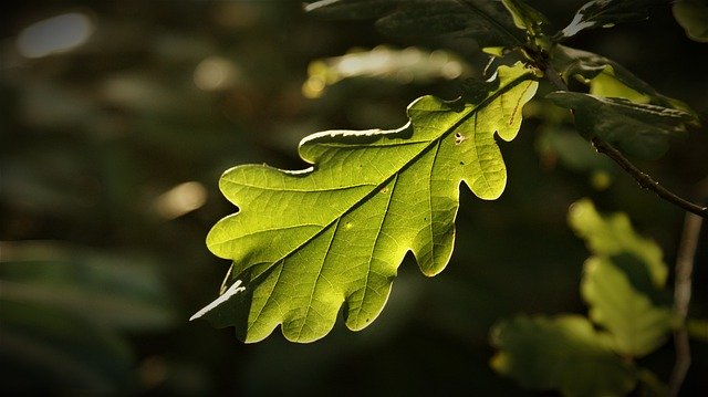 Безкоштовно завантажте зображення пейзажу природи з дубового листя для редагування за допомогою безкоштовного онлайн-редактора зображень GIMP