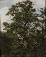 Free download Oak Tree free photo or picture to be edited with GIMP online image editor