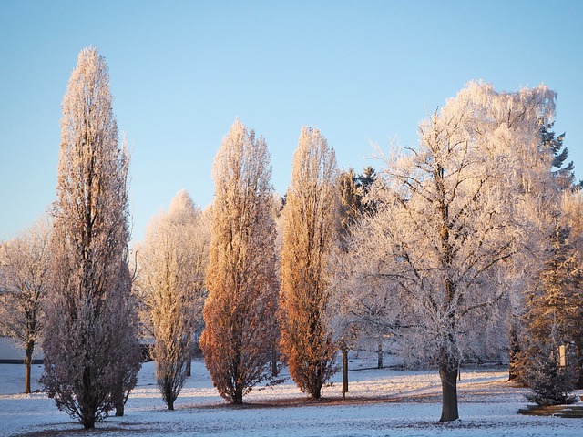Free download oak trees poplar trees winter free picture to be edited with GIMP free online image editor