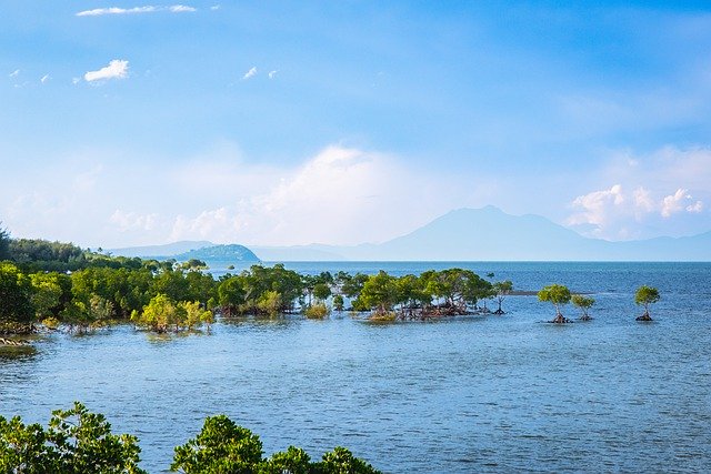 Téléchargement gratuit de l'image gratuite des arbres bleus de l'eau de mer de l'océan à éditer avec l'éditeur d'images en ligne gratuit GIMP