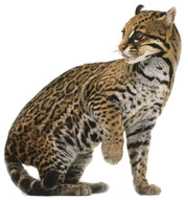 Free download Ocelote free photo or picture to be edited with GIMP online image editor