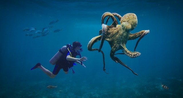 Free download octopus diver dive sea water free picture to be edited with GIMP free online image editor