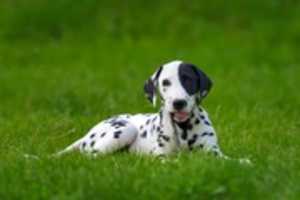 Free download Off Leash Dog Parks In Delhi NCR 1 free photo or picture to be edited with GIMP online image editor