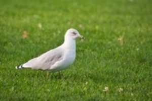 Free download Of Grass and Gulls free photo or picture to be edited with GIMP online image editor