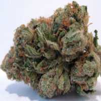 Free download ogkush free photo or picture to be edited with GIMP online image editor