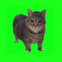 Oiiaoiia Cat Live Wallpaper  screen for extension Chrome web store in OffiDocs Chromium
