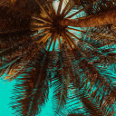 Oliepalmscherm voor uitbreiding Chrome webwinkel in OffiDocs Chromium