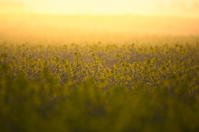 Free download oilseed rape field yellow landscape free picture to be edited with GIMP free online image editor