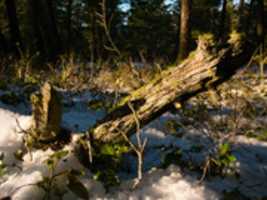 免费下载 Okanagan 地衣在倒下的针叶树残骸上度过冬天 免费照片或图片可使用 GIMP 在线图像编辑器进行编辑