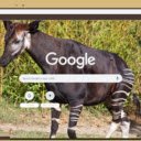Okapi  screen for extension Chrome web store in OffiDocs Chromium
